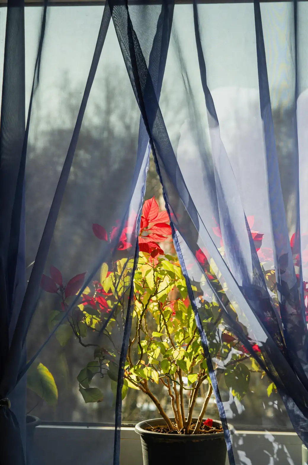 dieffenbachia east window sheer curtain