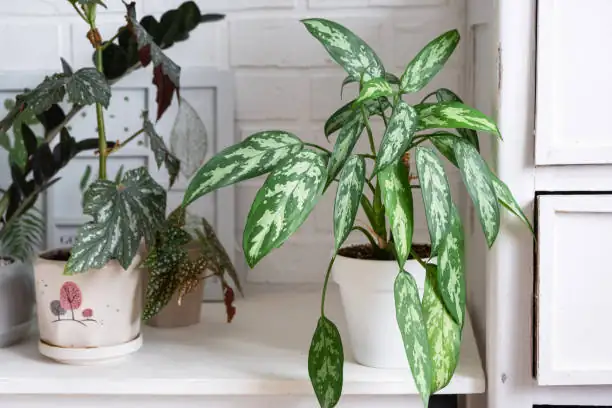 dieffenbachia watering can pot