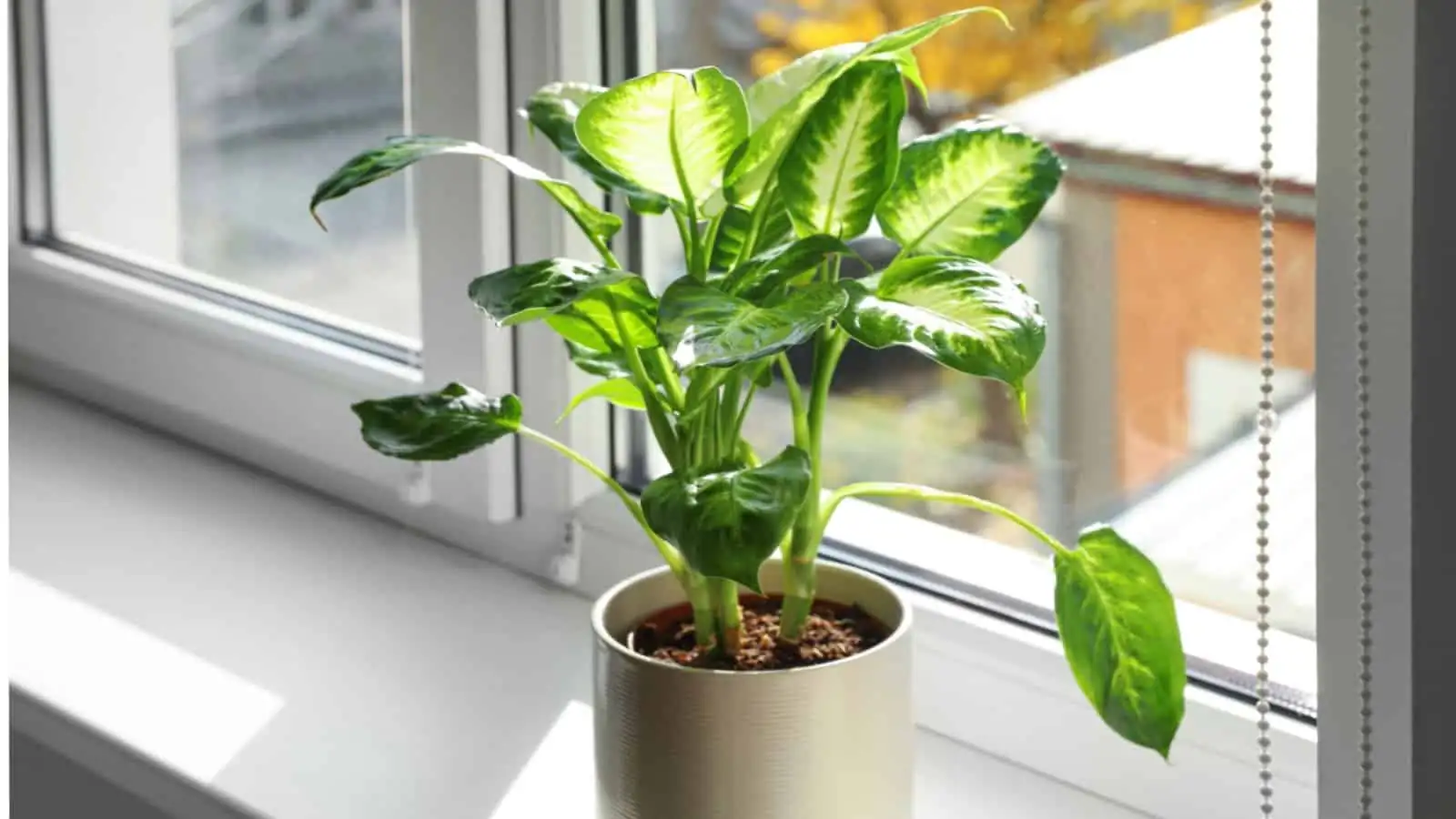 dieffenbachia living room bright light