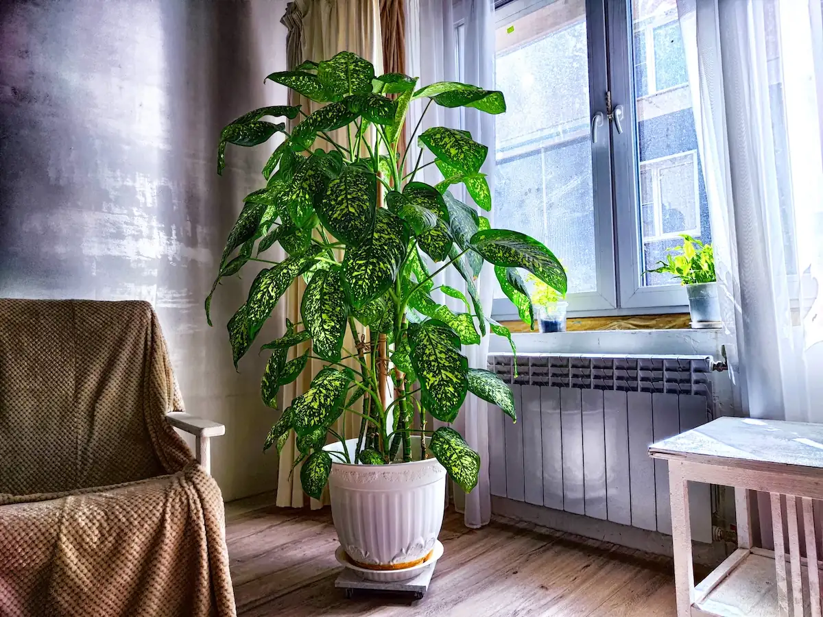 dieffenbachia living room corner
