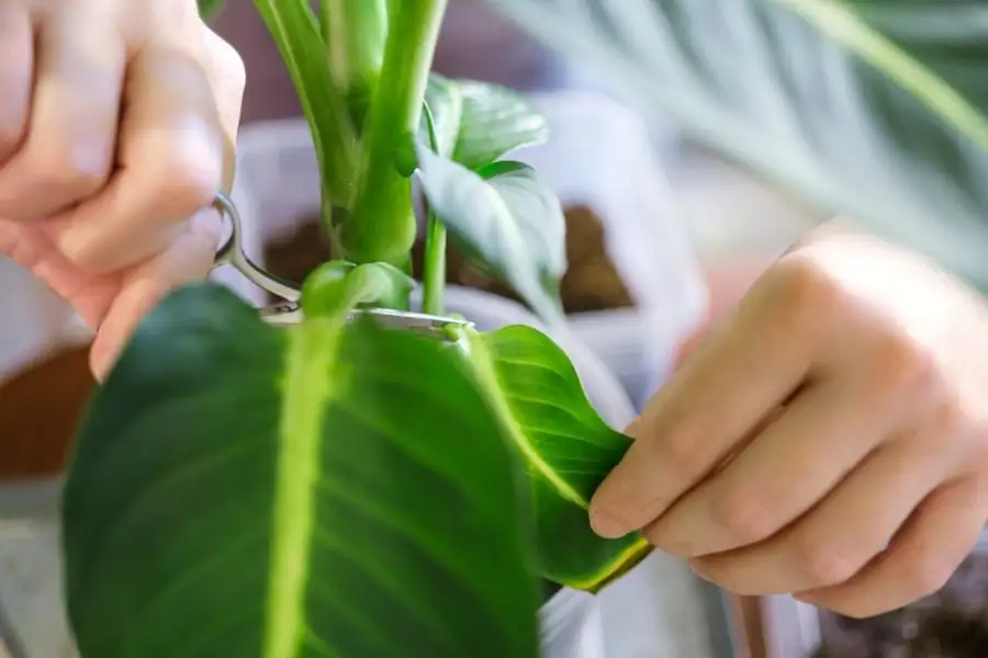 dieffenbachia pruning gloves sap