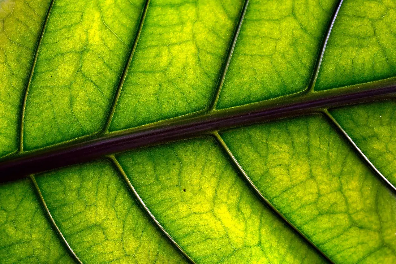 dieffenbachia leaf wiping gloves