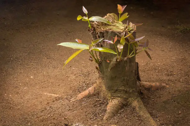 dieffenbachia stump sprouting shoots