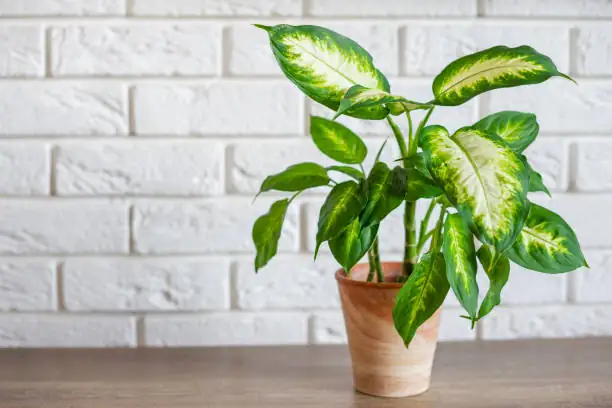 dieffenbachia division roots separation