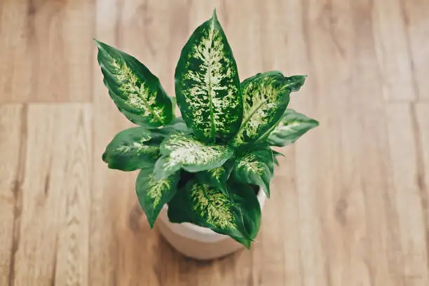 dieffenbachia pruning variegated stem