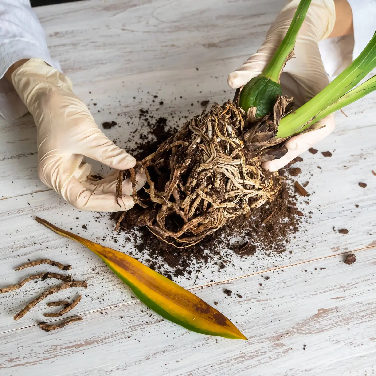 dieffenbachia repotting hands root ball