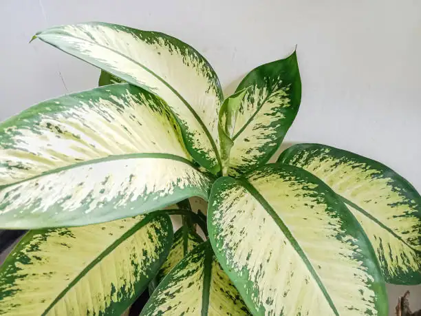 dieffenbachia by window sheer curtain