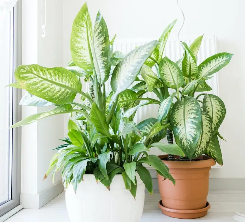 dieffenbachia winter indoor bright window