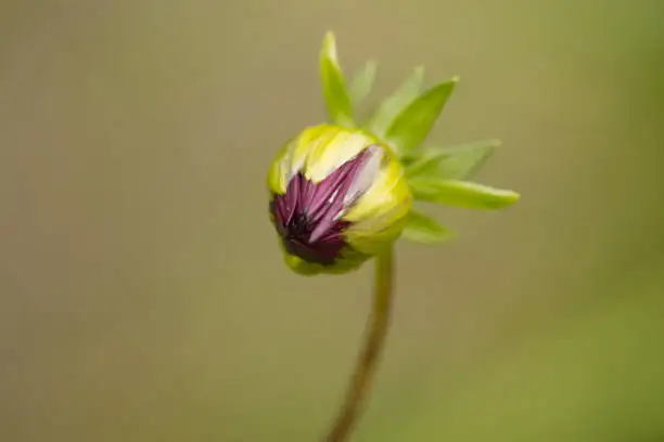 gloxinia bud drop close-up