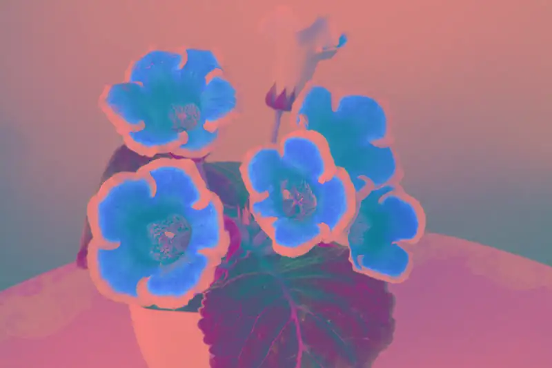 gloxinia plant tag Sinningia speciosa
