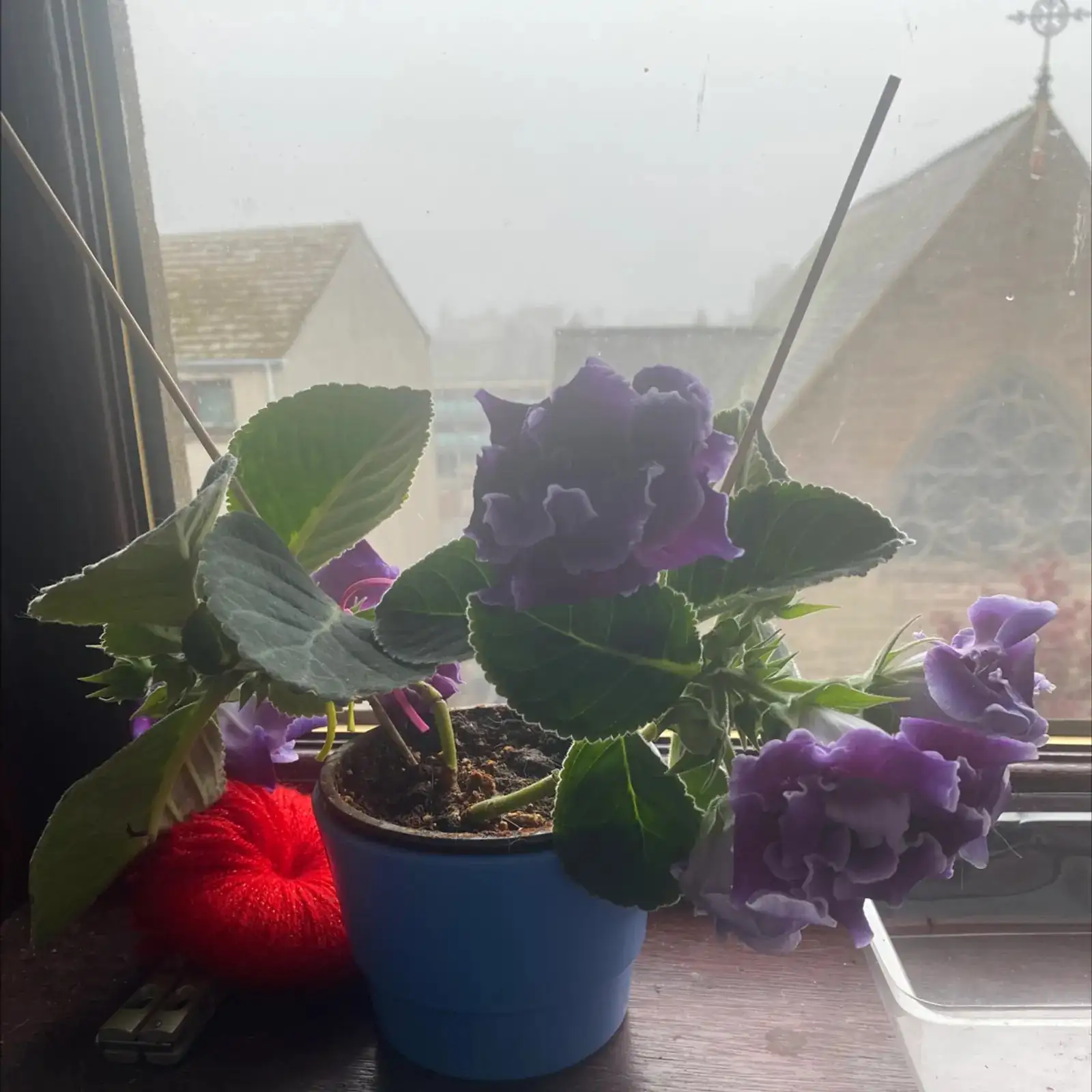 gloxinia windowsill bright indirect light