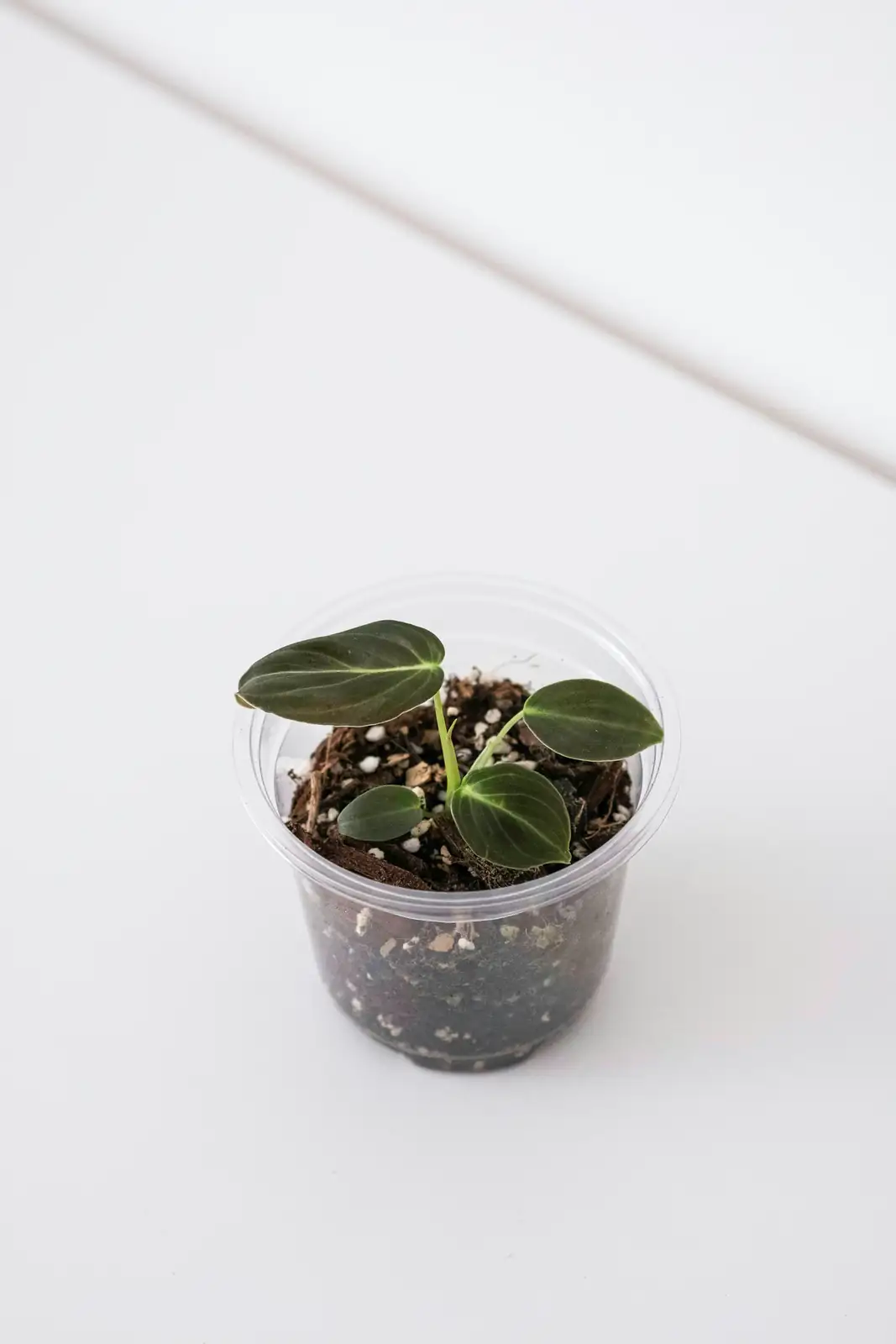 gloxinia leaf cutting propagation