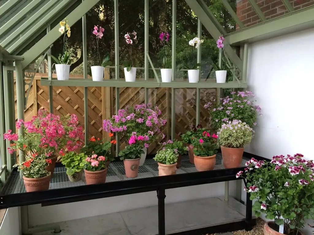gloxinia Victorian greenhouse bench