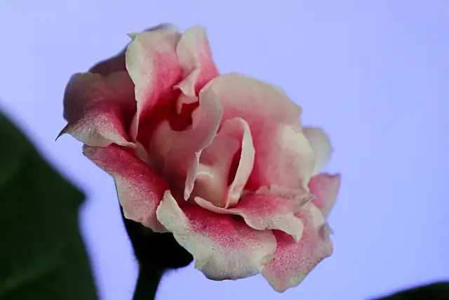 gloxinia tuber planting soil mix