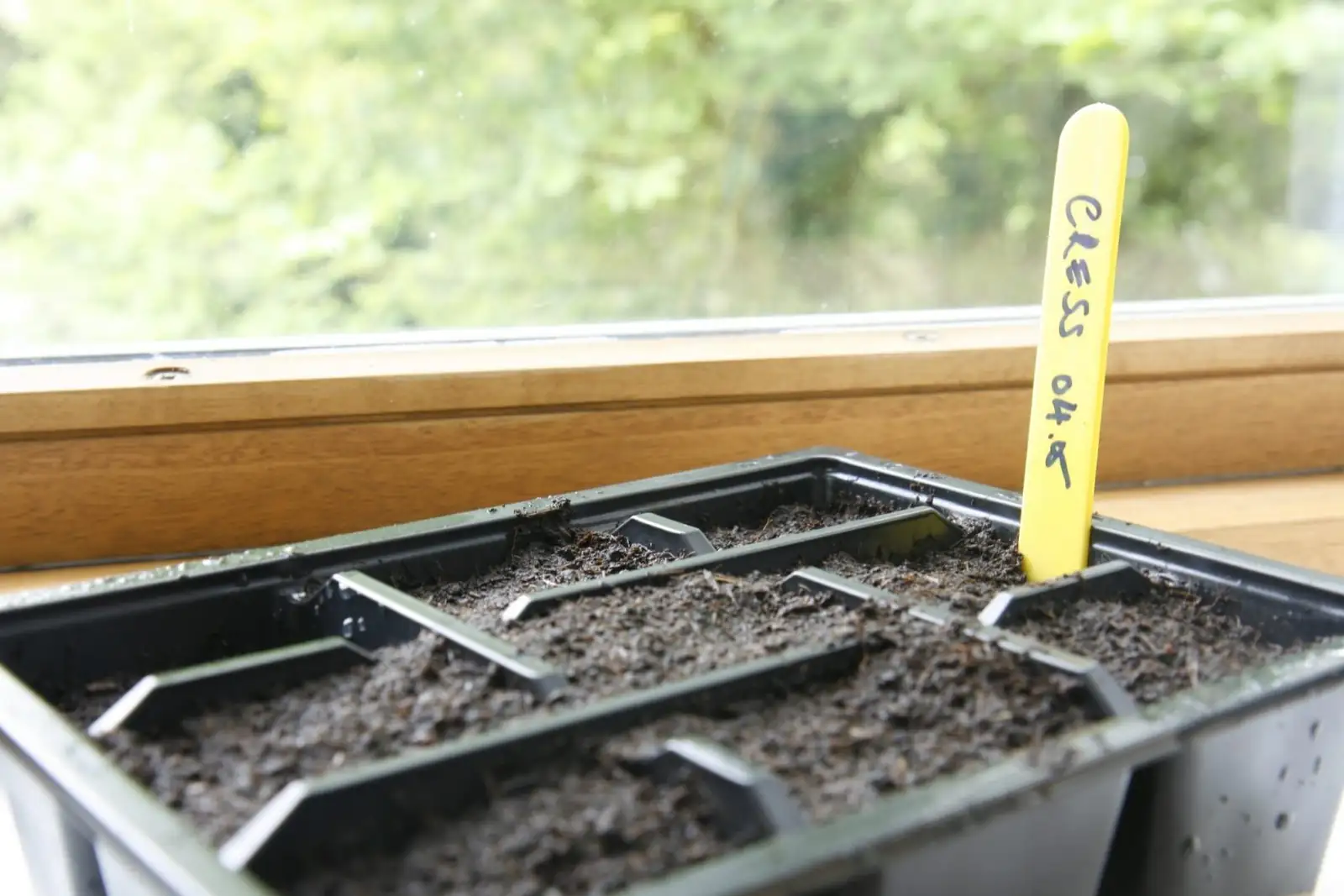 gloxinia seed sowing tray