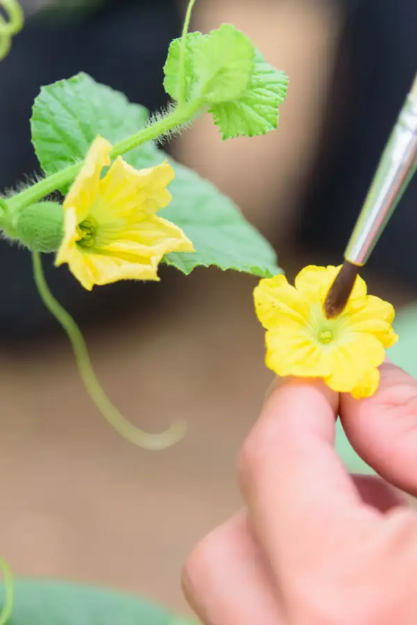 gloxinia hand pollination brush