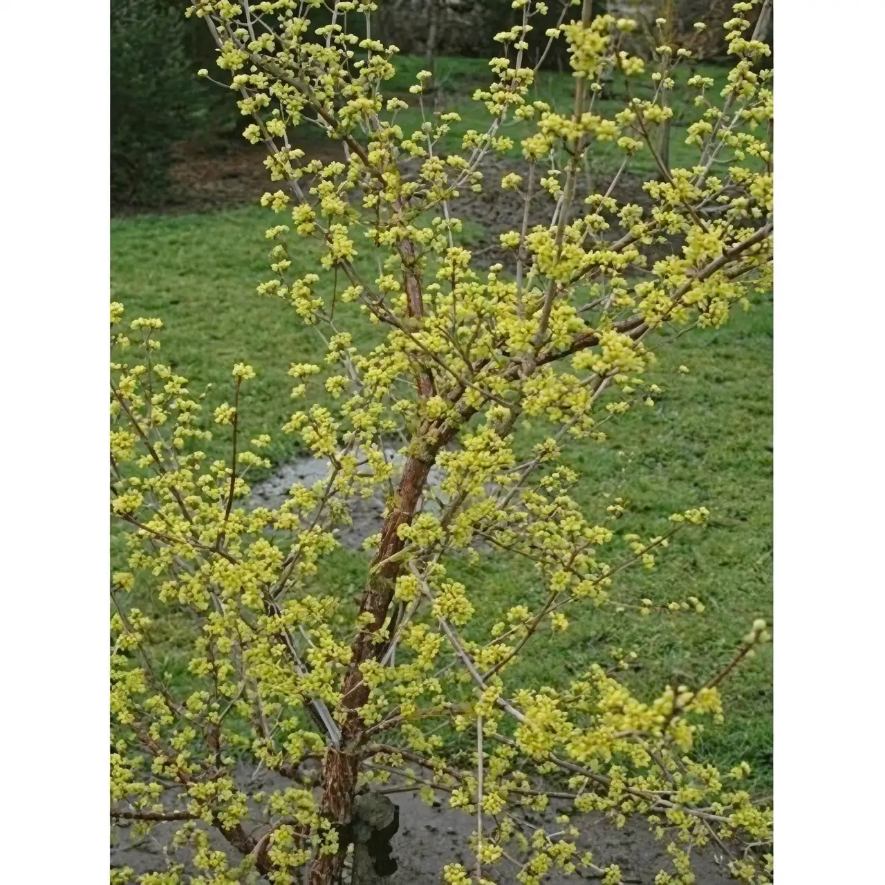 cornus officinalis full sun garden