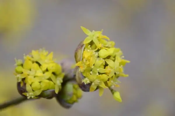 Cornus officinalis flower umbel macro