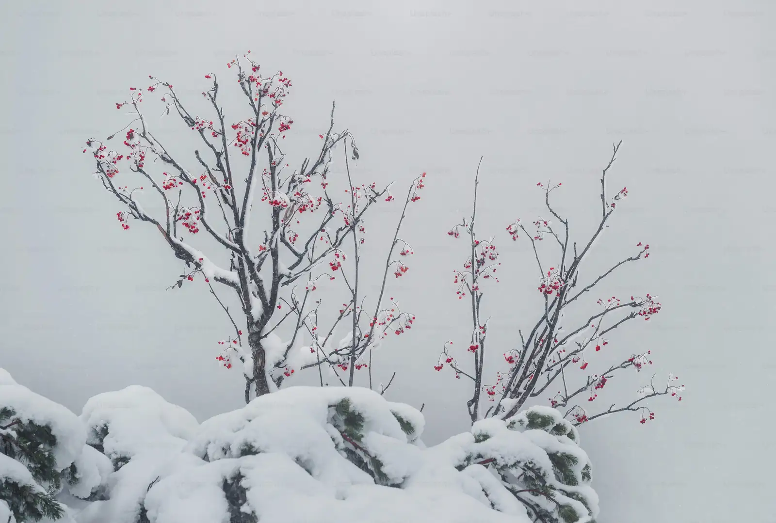 Cornus officinalis red fruit snow