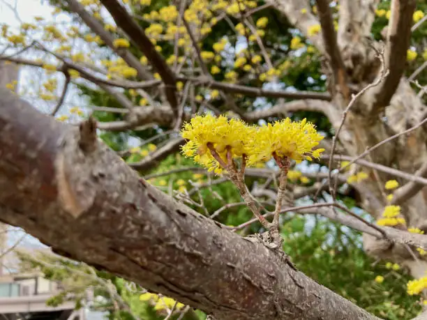 Cornus officinalis garden tree