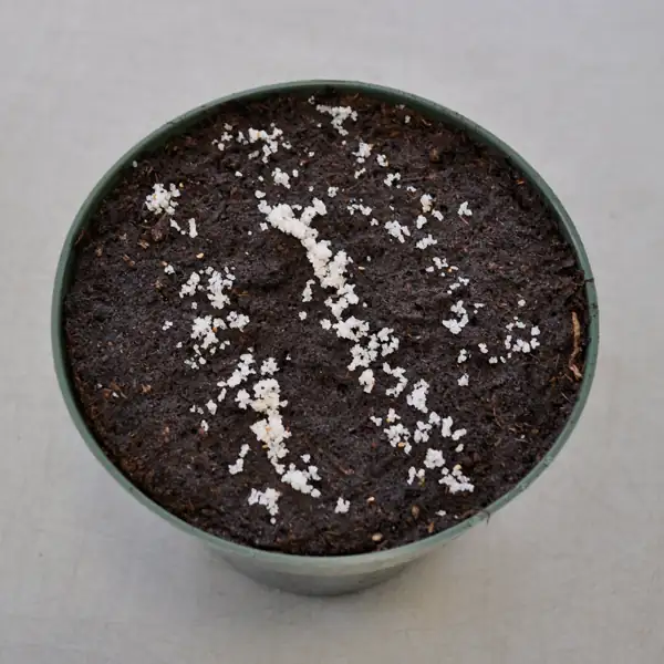 cornus officinalis seed stratification sand