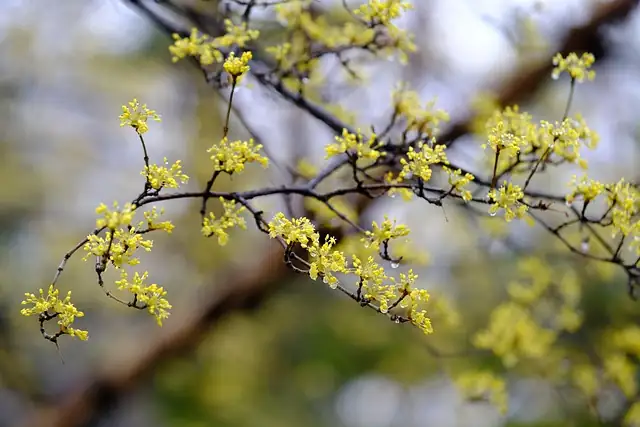 耐寒又耐旱的“低维护美人”：山茱萸在城市绿化的应用与坑点