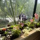 从墨西哥到你家阳台：孔雀草的环球旅程与“花坛小钢炮”进化史