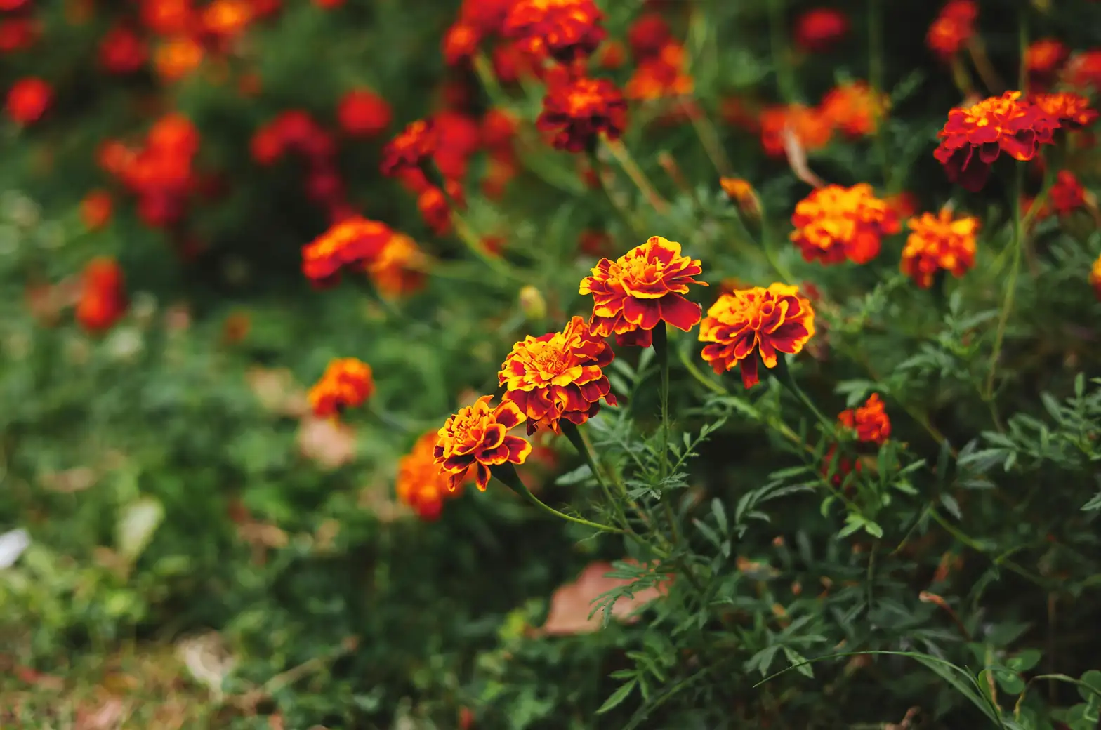 French marigold Mexico highland garden