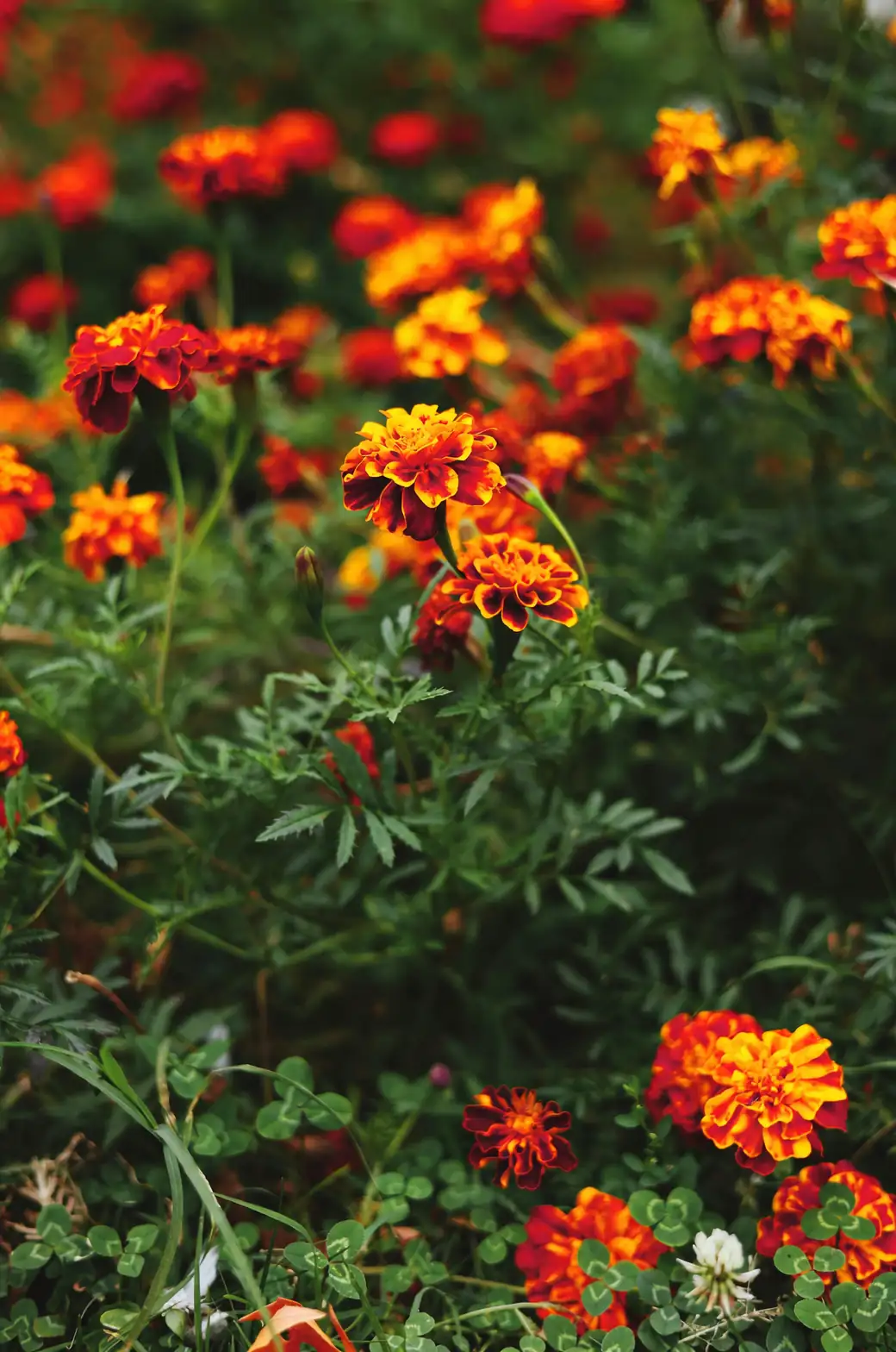 French marigold deadheading hands