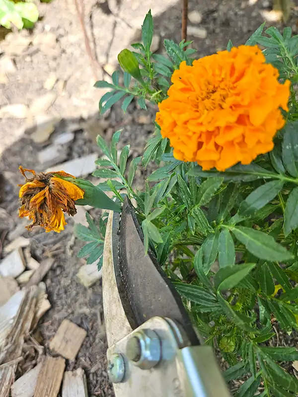 French marigold deadheading hand pruners