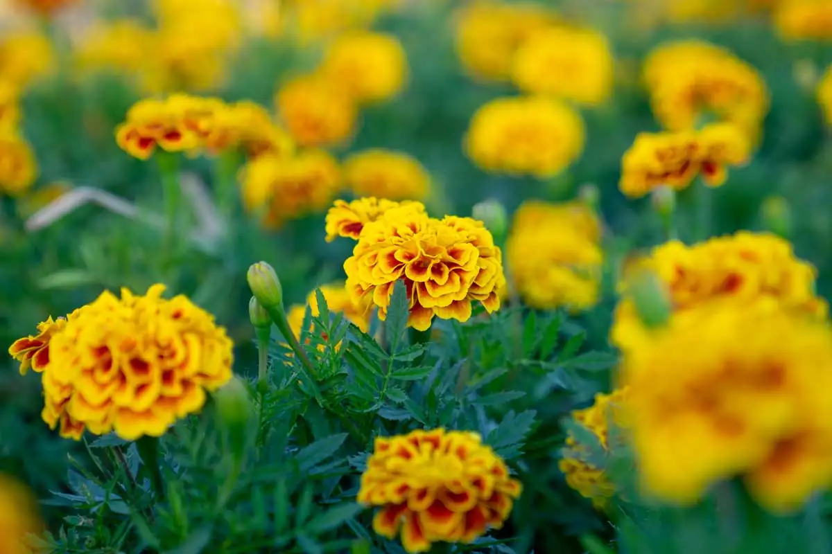 french marigold flower close-up