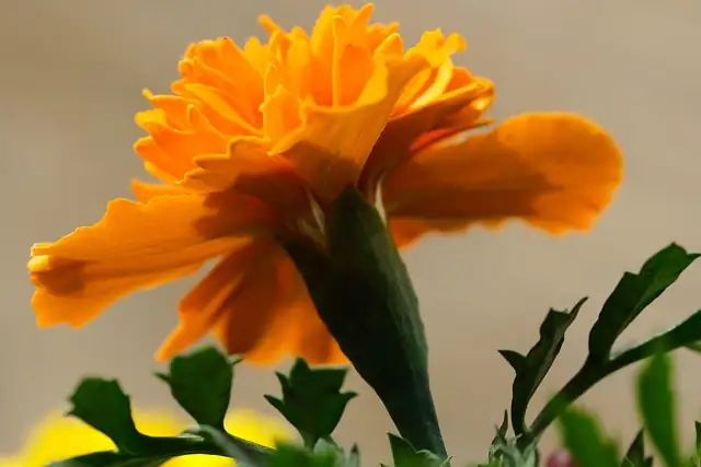 french marigold seed tray germination