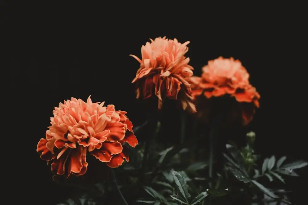 French marigold deep watering evening