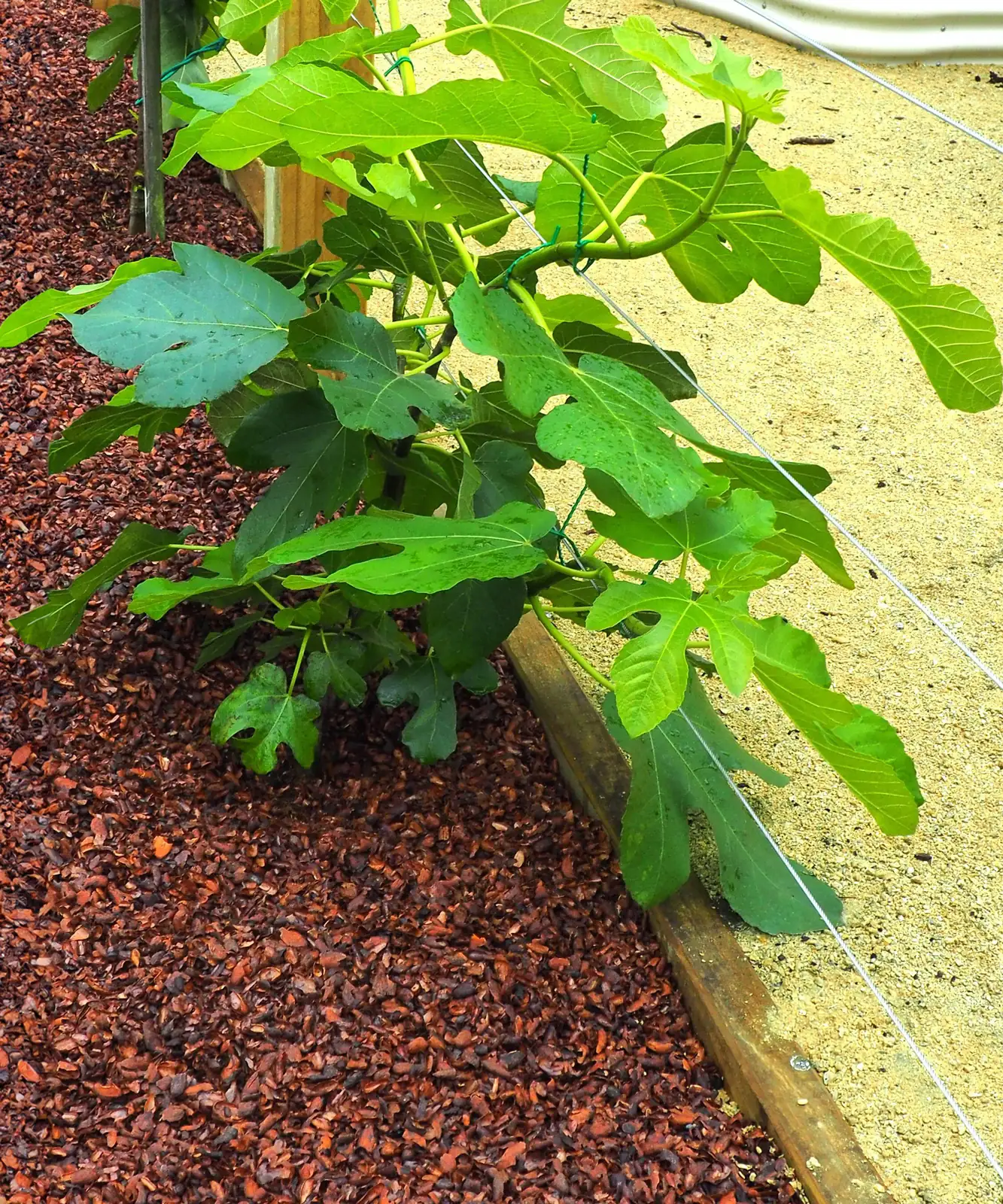 French marigold mulch around base