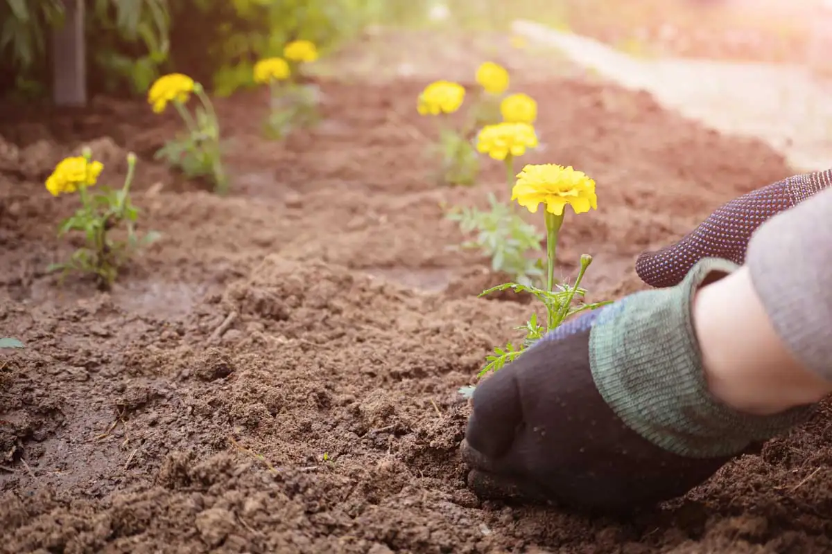 French marigold roots in soil