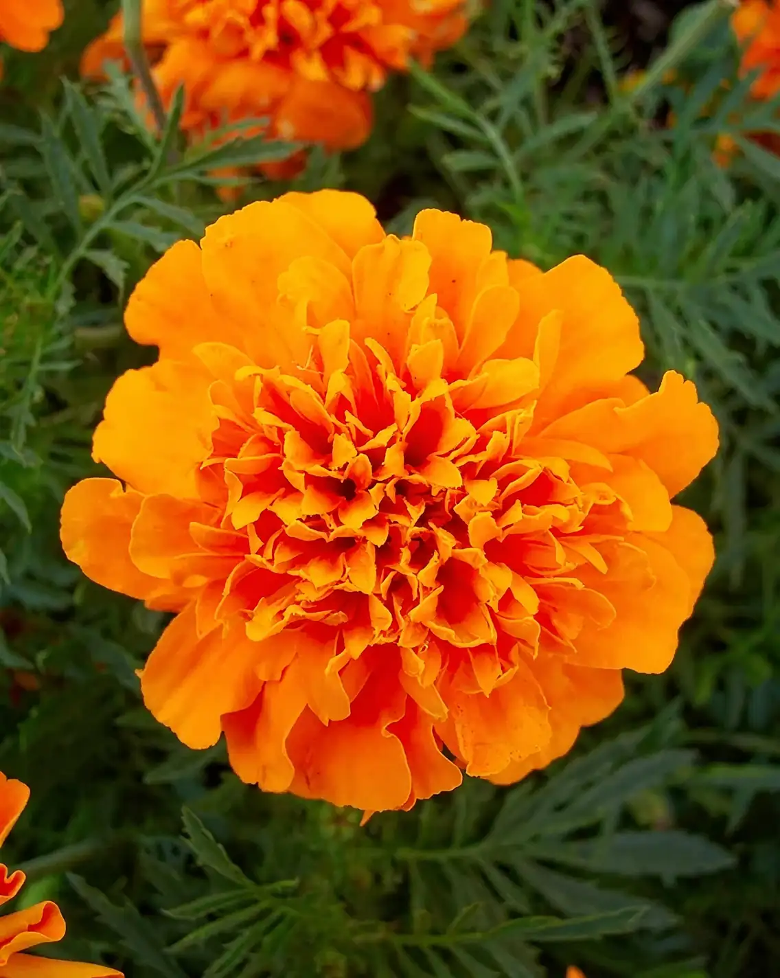 French marigold leaf close-up hand