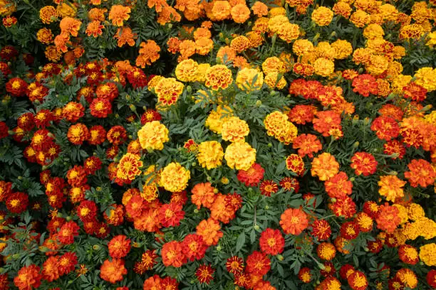 french marigold with blue salvia