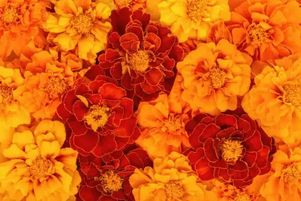 french marigold deadheading hands