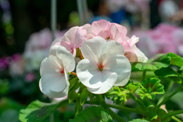 zonal geranium sunny window indoor