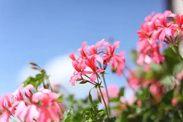 黄叶、灰霉、红蜘蛛别想靠近！天竺葵病虫急救与预防清单