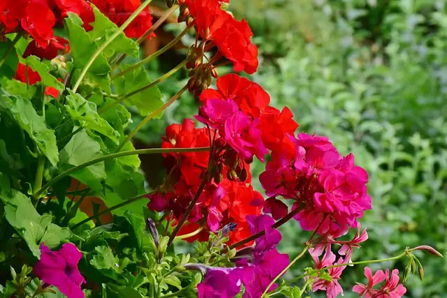 zonal geranium yellow lower leaves
