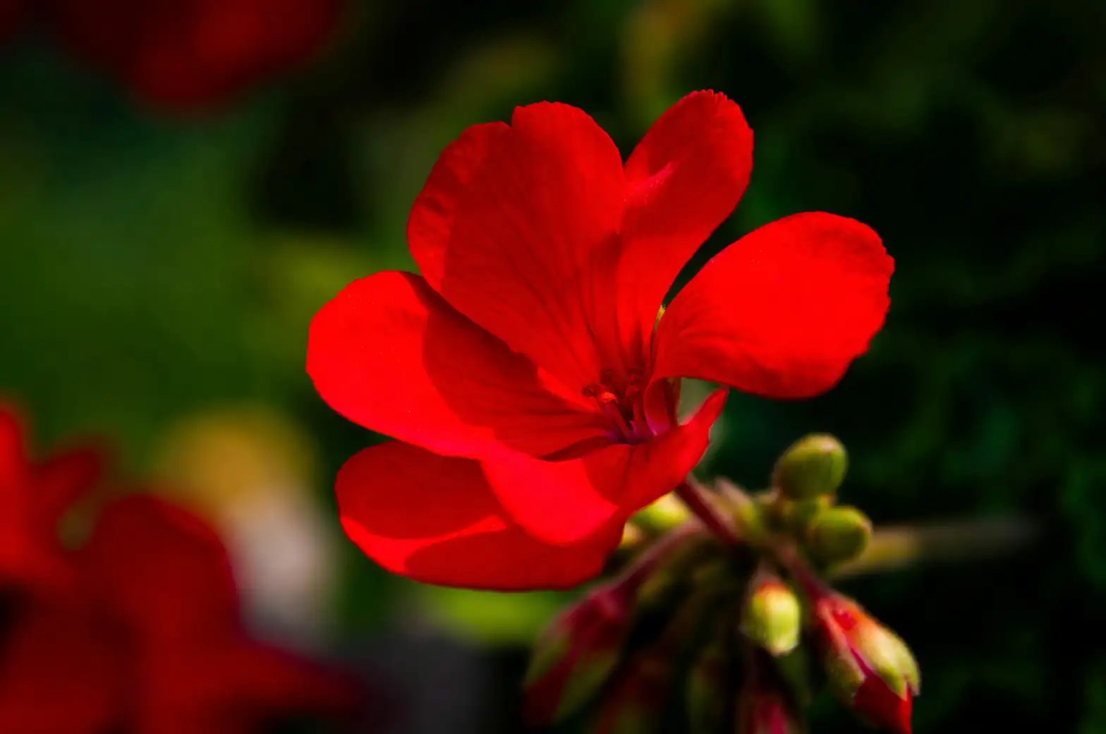 geranium botrytis gray mold petals