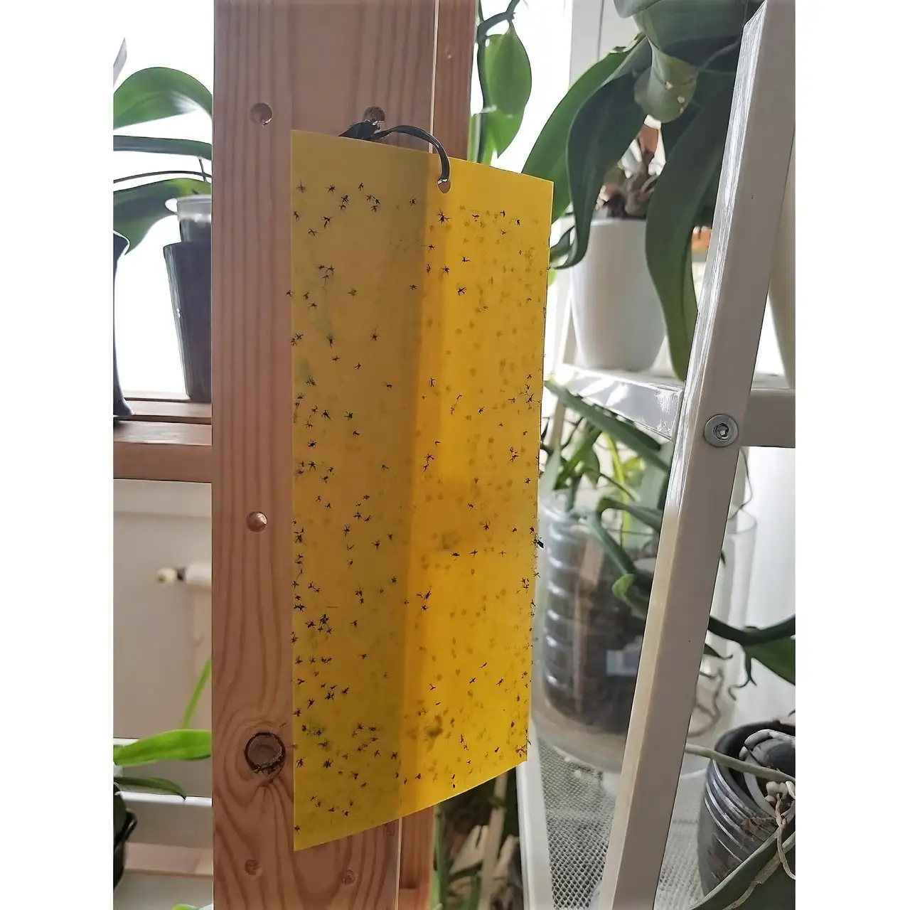 geranium yellow sticky trap whiteflies