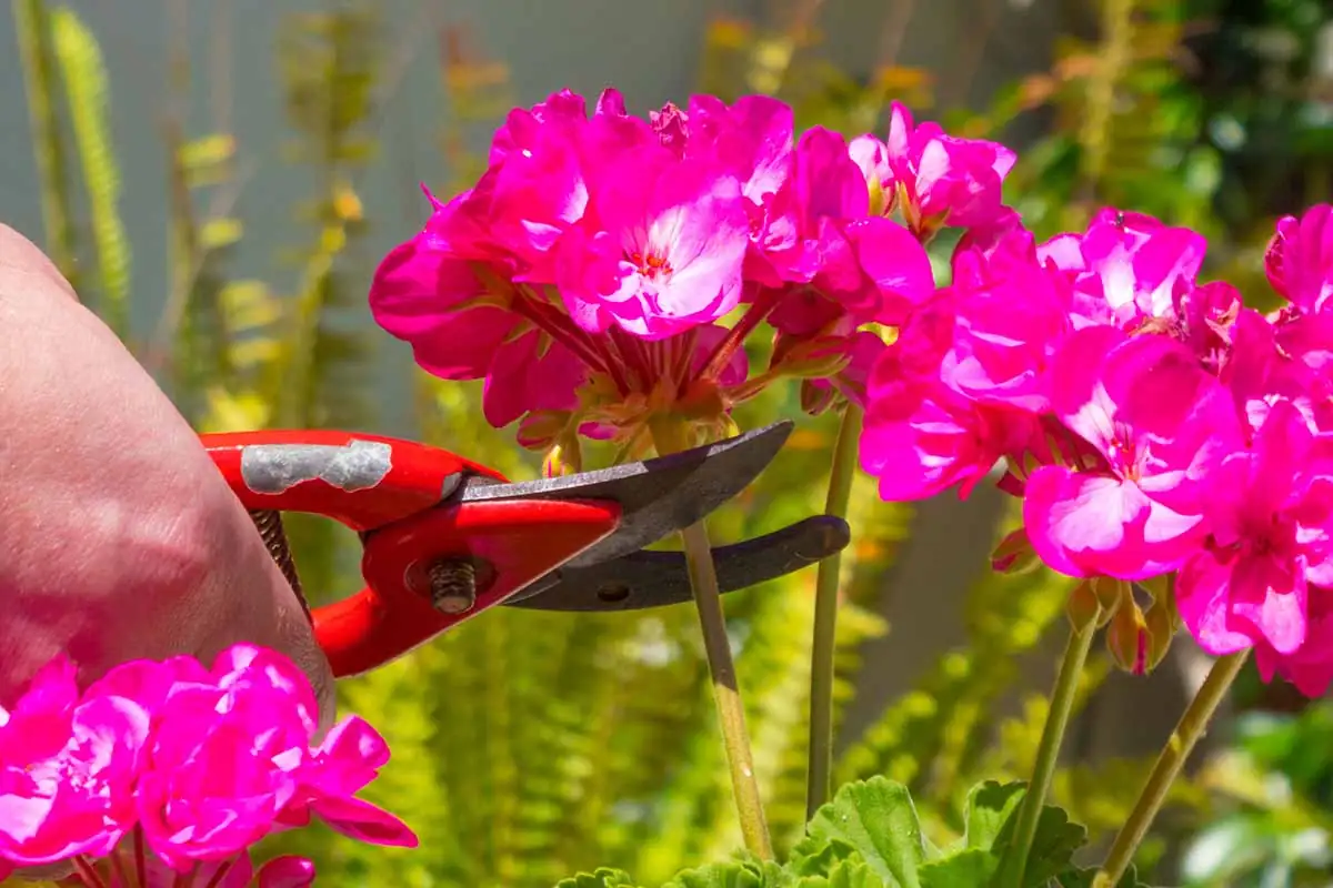 pelargonium deadheading hands close-up