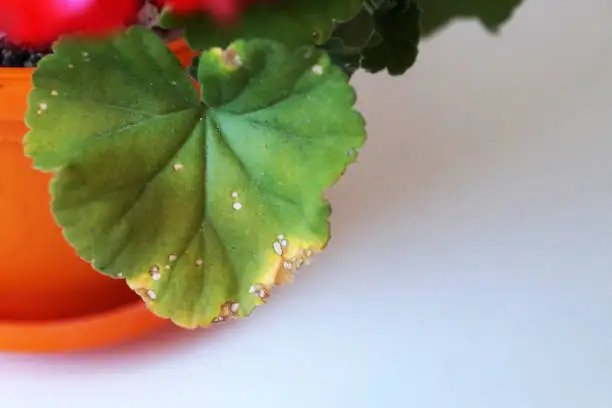 zonal geranium leaf zonal pattern close-up
