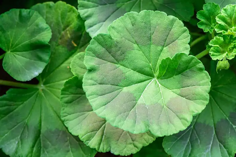 geranium leaf horseshoe pattern close-up