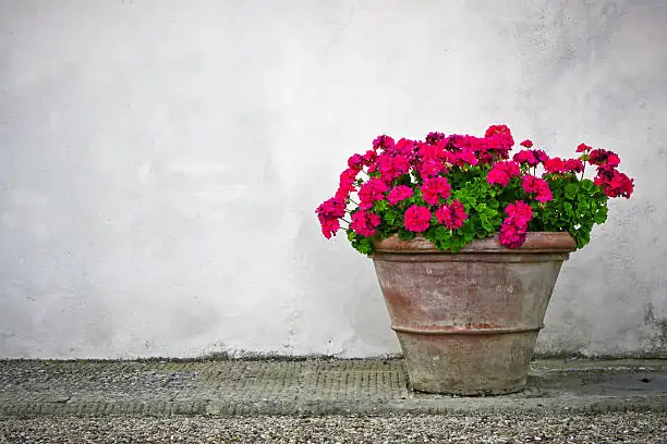 red and pink geranium gift pot