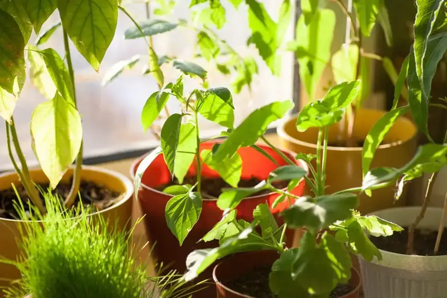 geranium windowsill bright indirect light