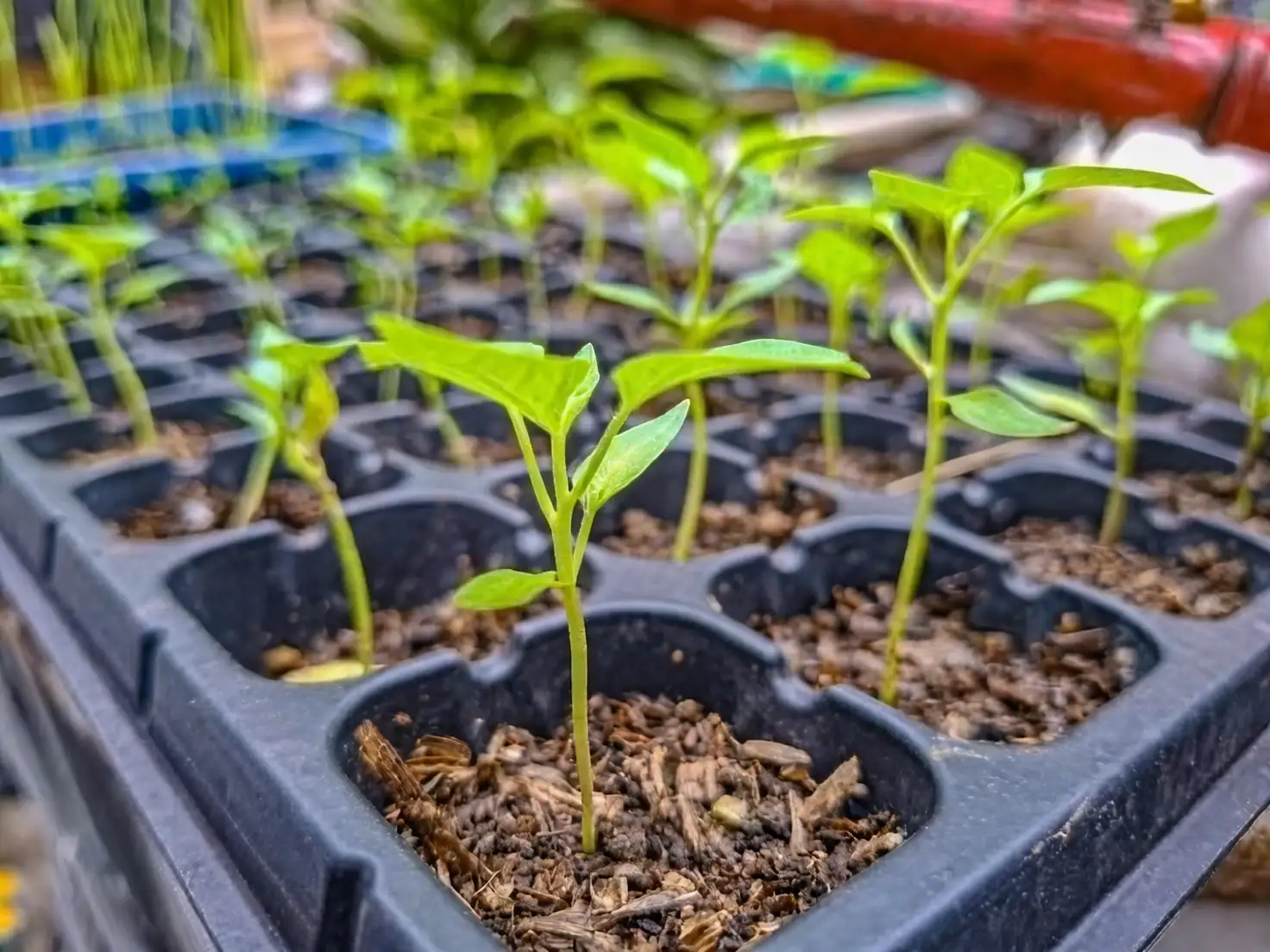 geranium seedlings nursery tray close-up