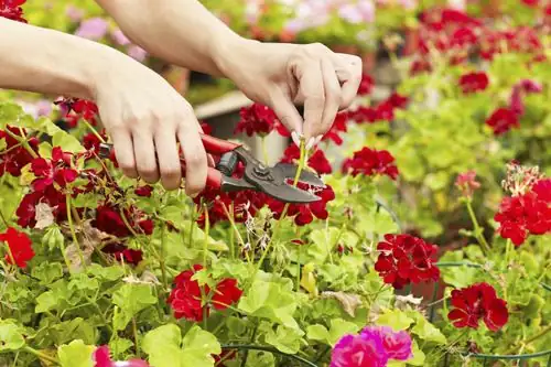 geranium repotting pruning shears